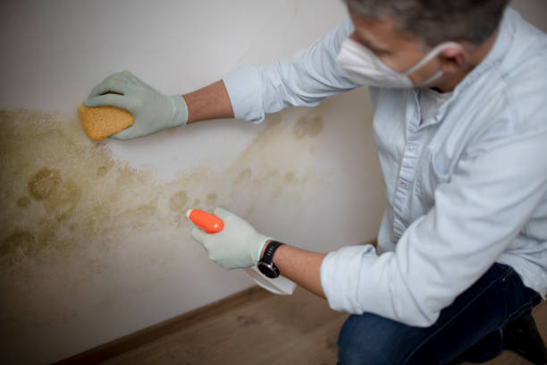 Best Mold Damage Repair  in Windermere, FL