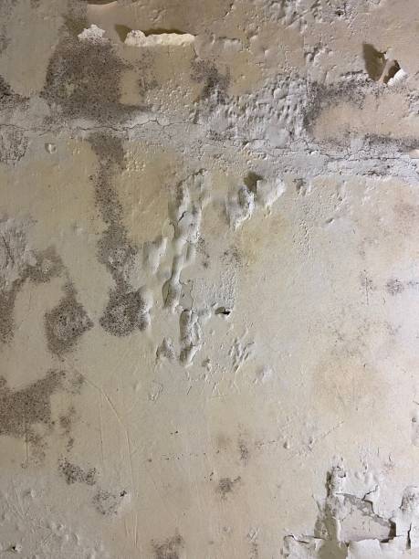 Best Toxic Mold Removal  in Windermere, FL