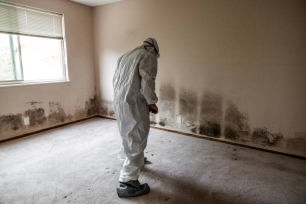 Best Attic Mold Removal  in Windermere, FL